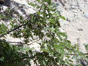 Acacia Greggii Leaves