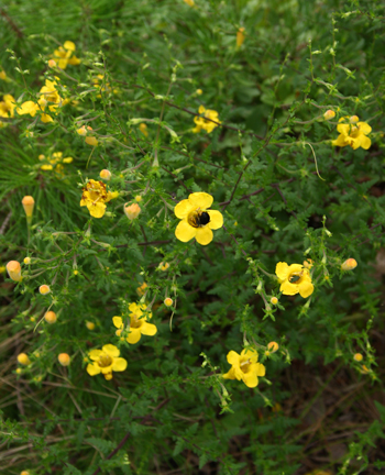 Feverweed