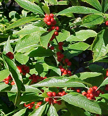 Winterberrry Holly