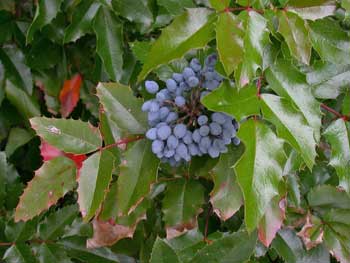 Oregon Grape