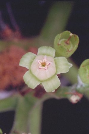 Bandicoot Berry flower