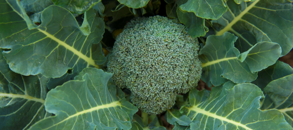 broccoli i vene varicoase