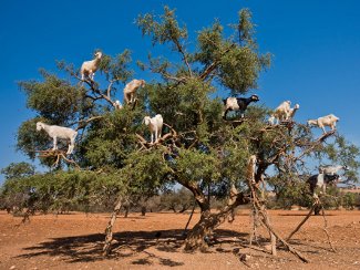 goats in an argan tree