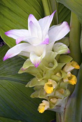turmeric flowers