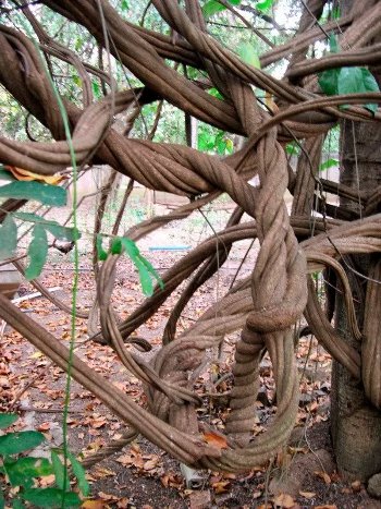 Banisteriopsis caapi vine
