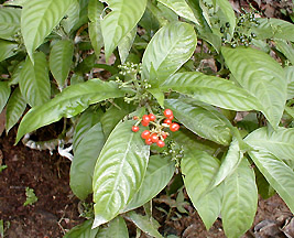 Psychotria viridis
