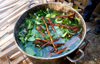 Ayahuasca