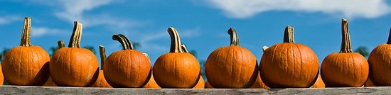 pumpkins all in a row
