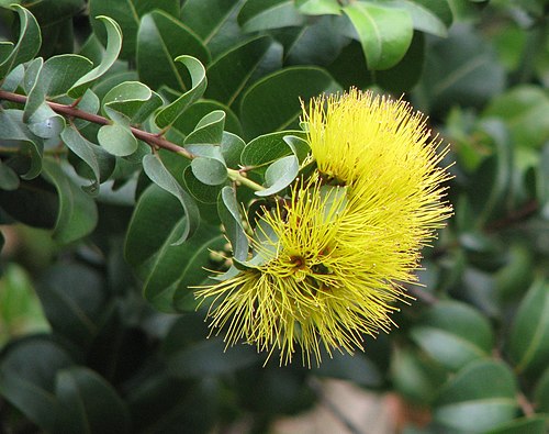 Metrosideros polymorpha