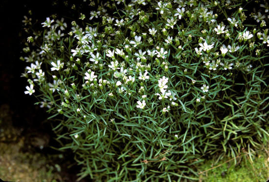 sandwort