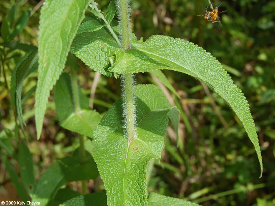 boneset