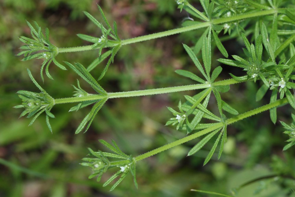 cleavers