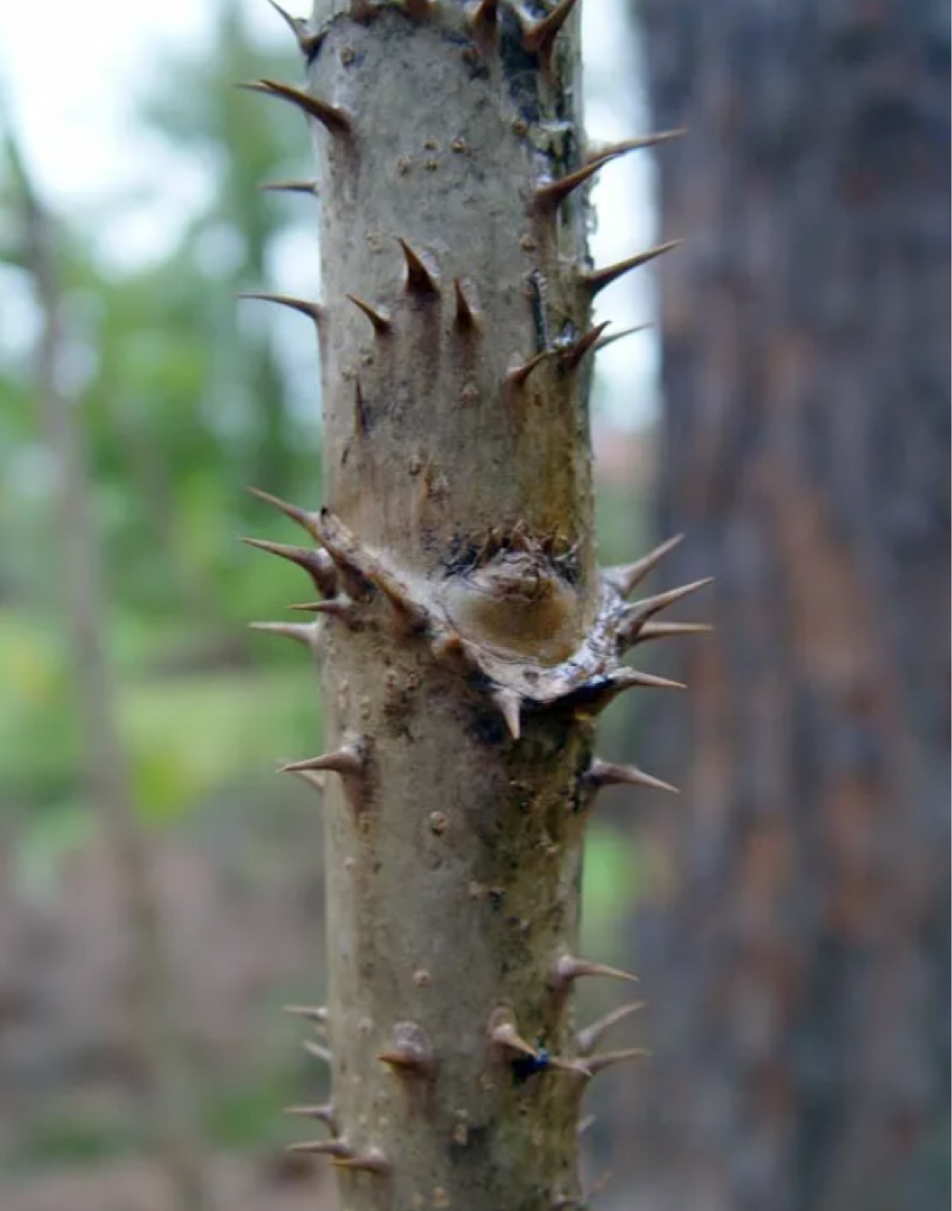 Devil's Walking Stick