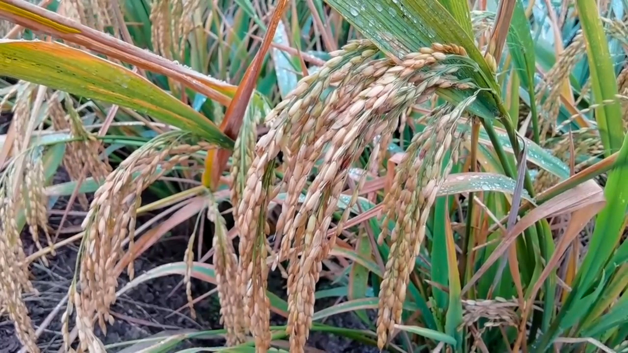 rice plant