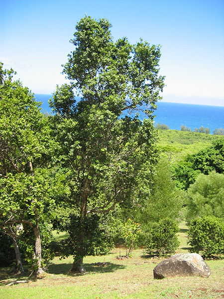 Metrosideros polymorpha