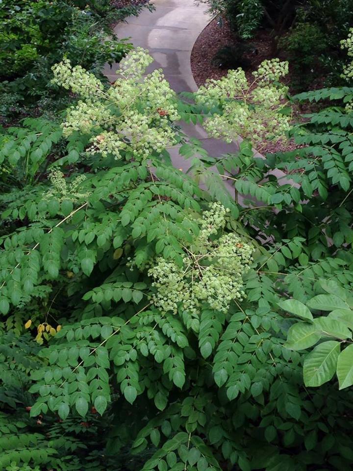 Devil's Walking Stick