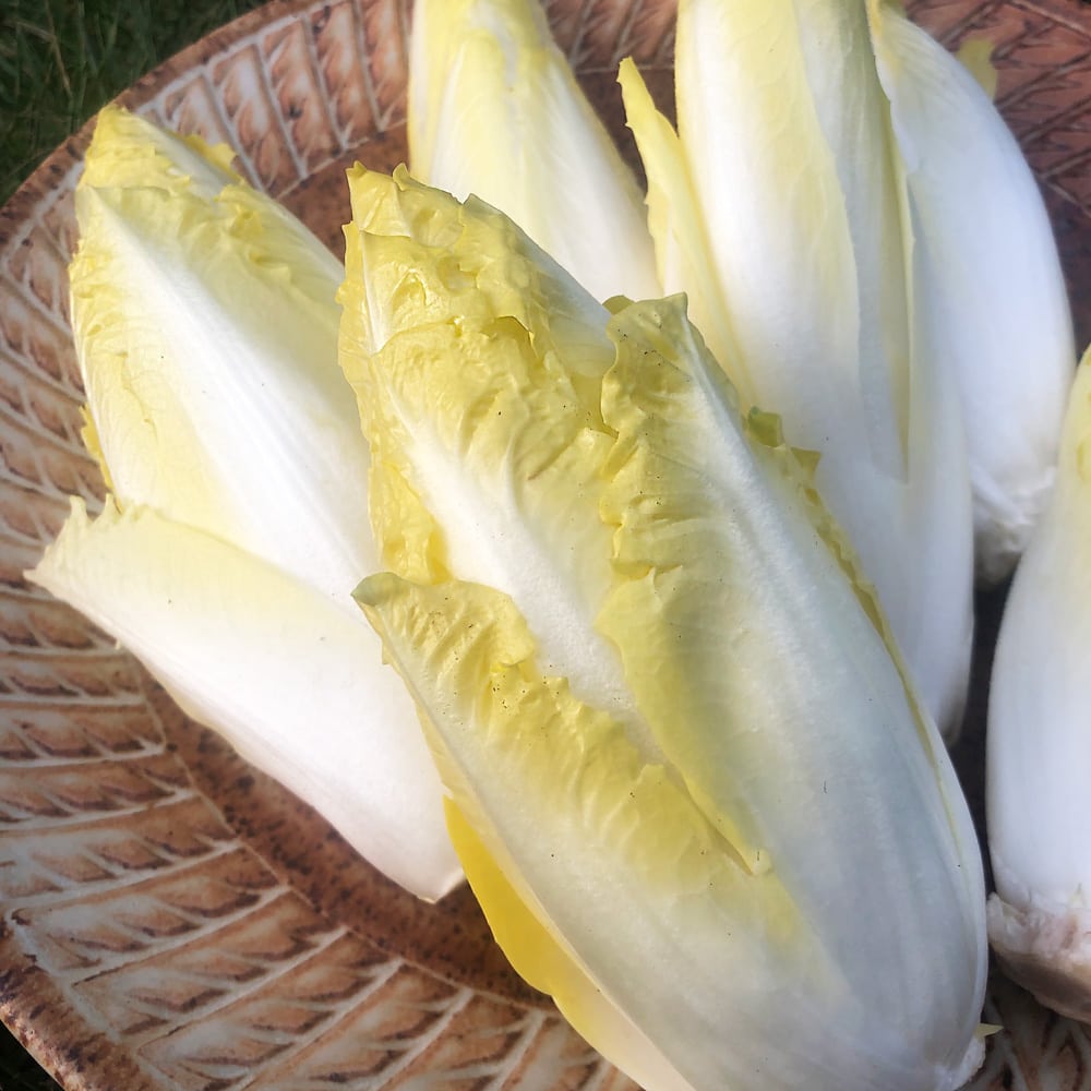 endive