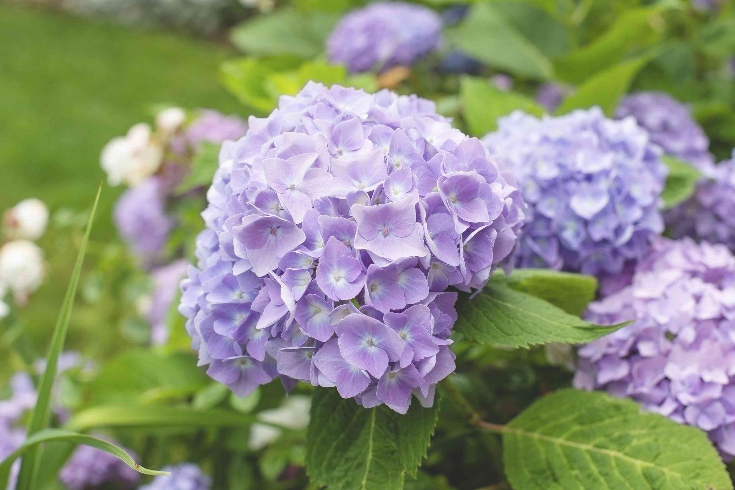 hydrangea