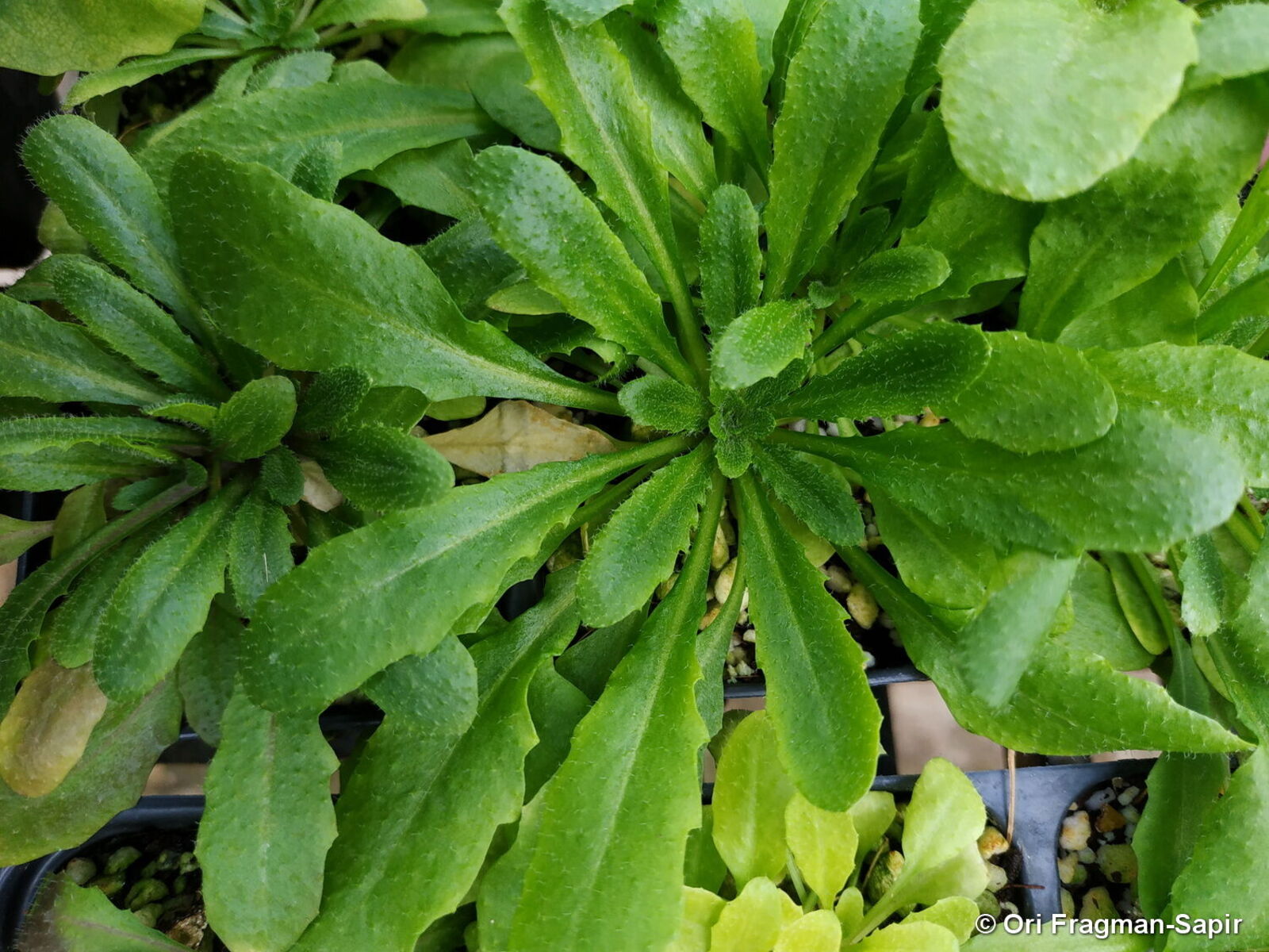 thale cress