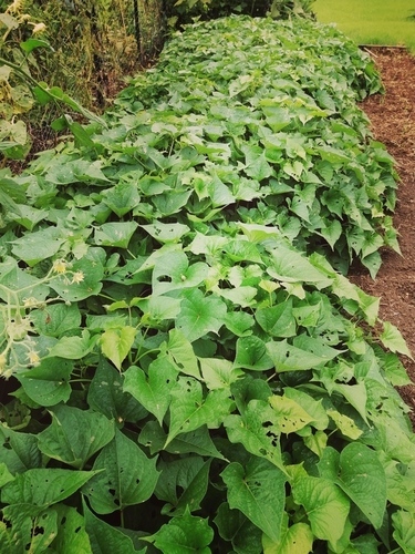 sweet potato plants