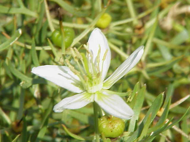 wild rue