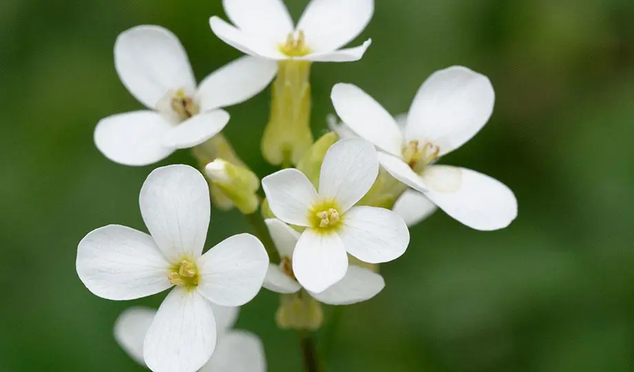 thale cress