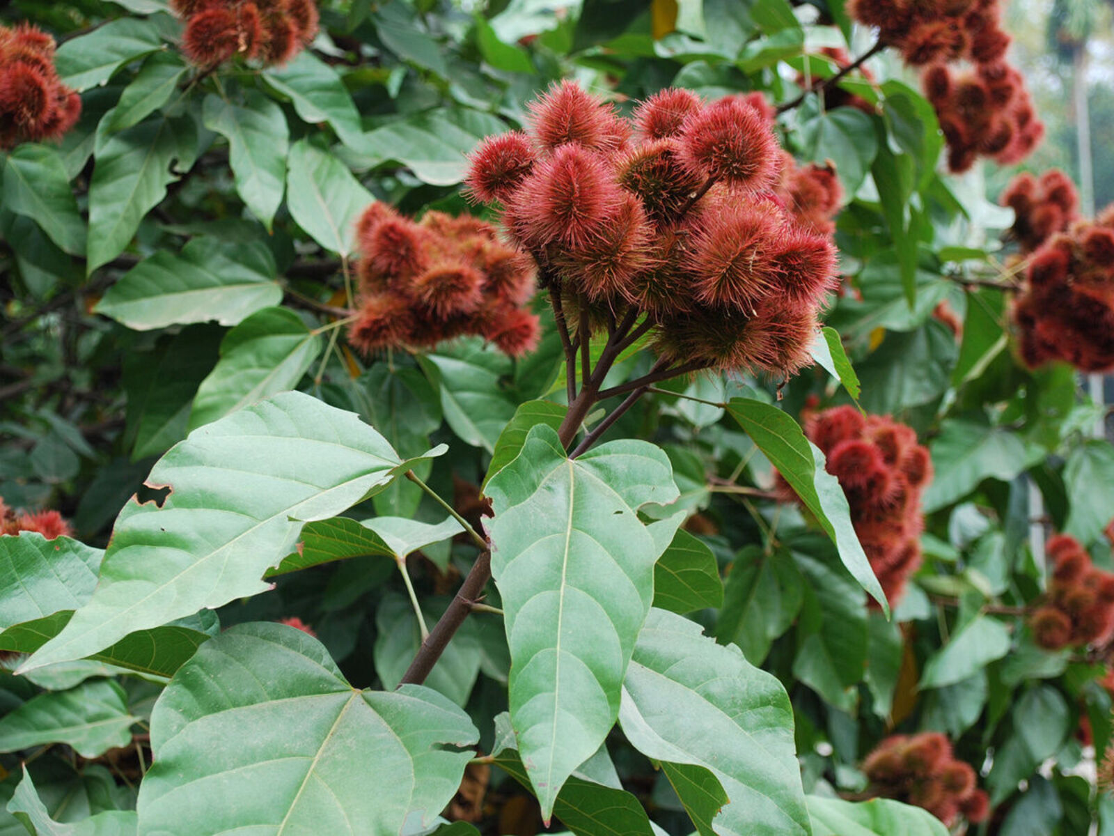 annatto