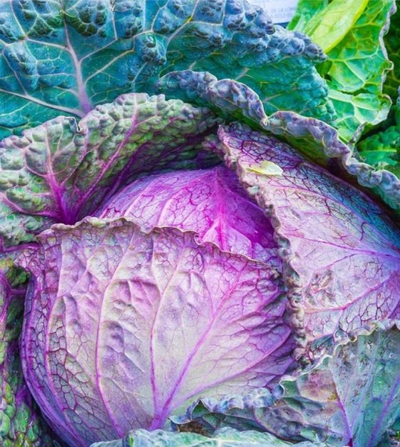 cabbage