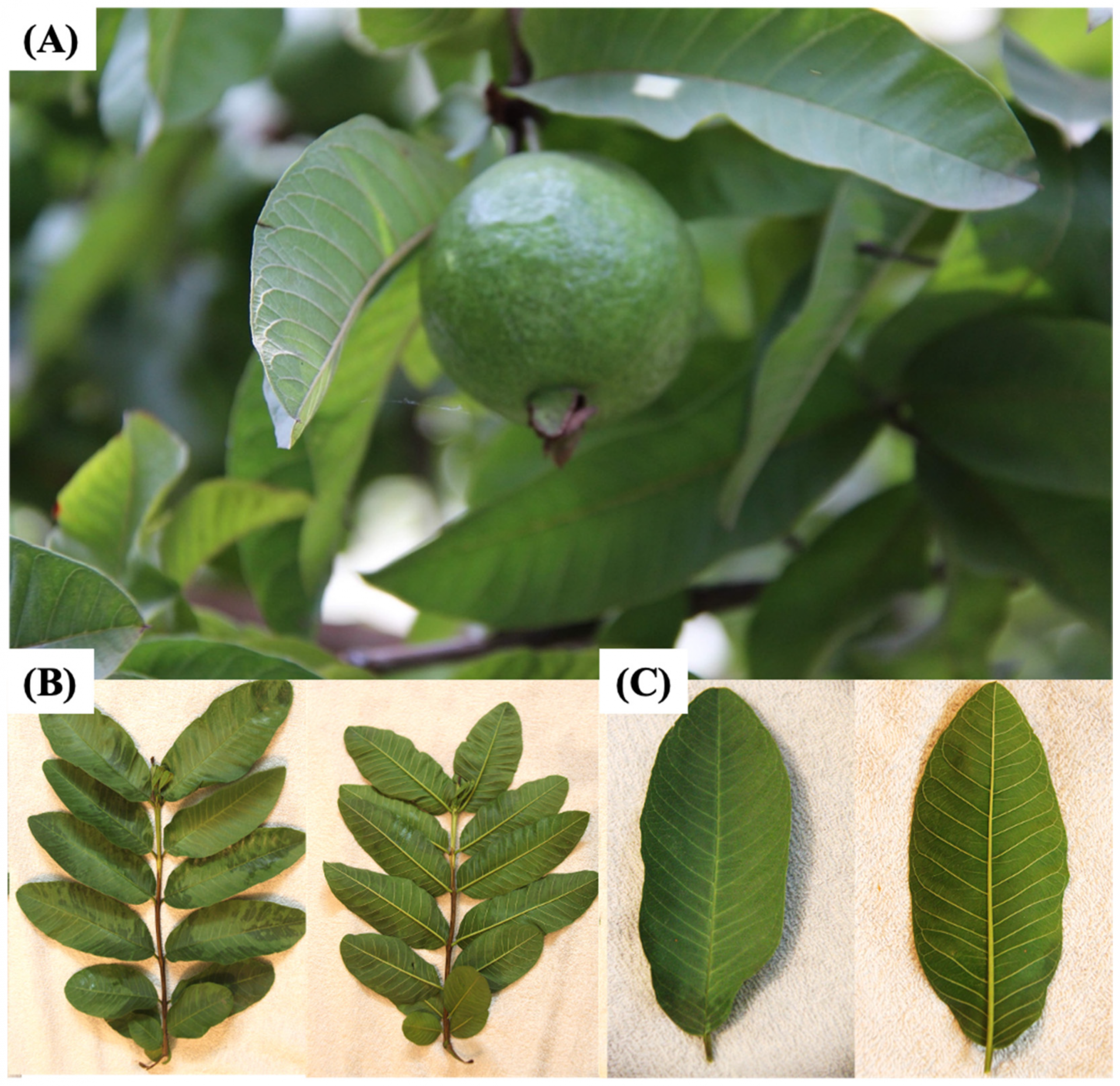 guava