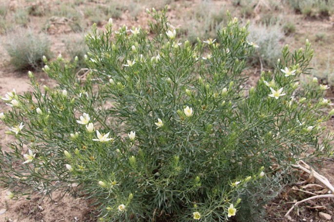 wild rue