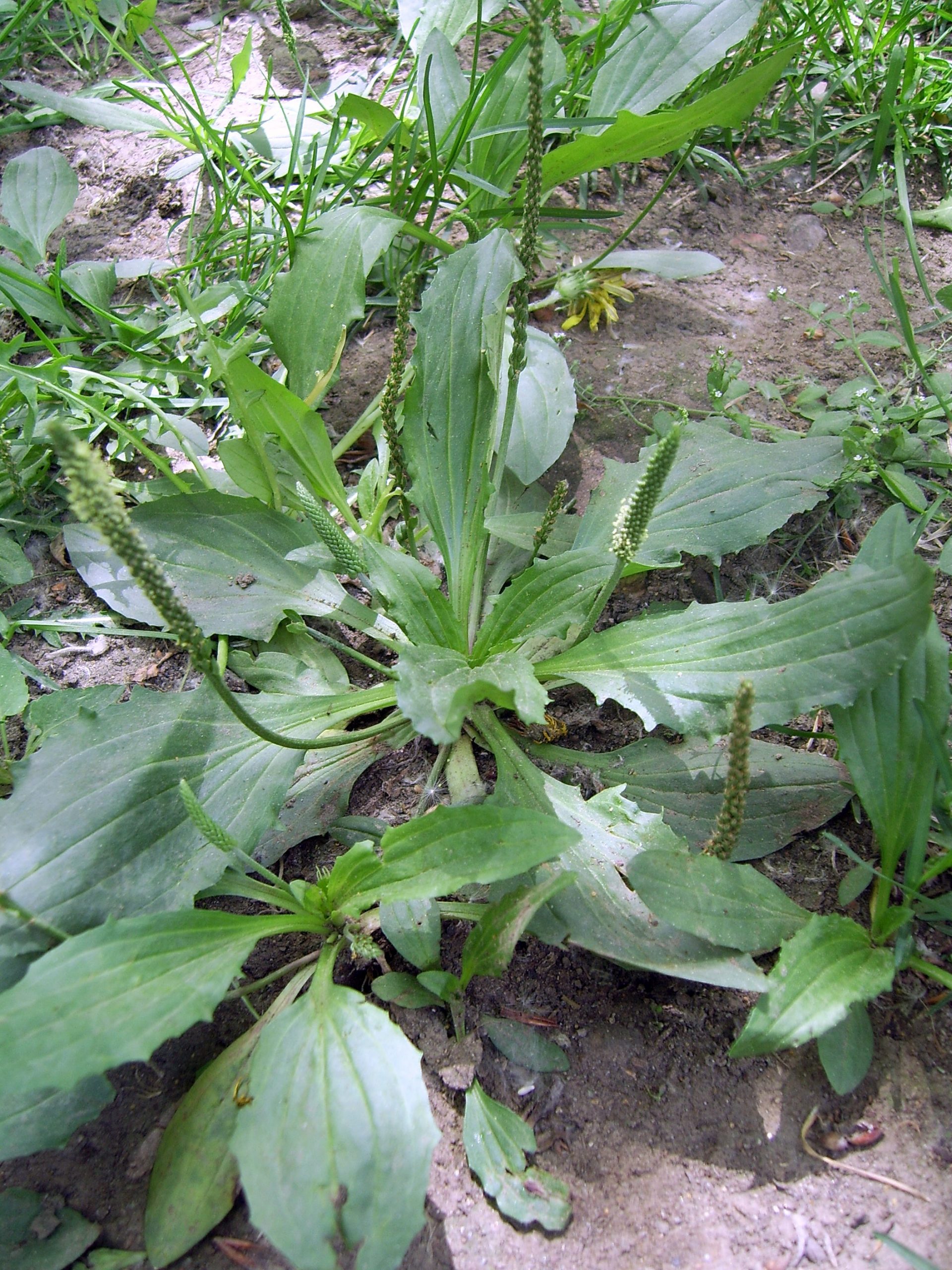 Chinese Plantain