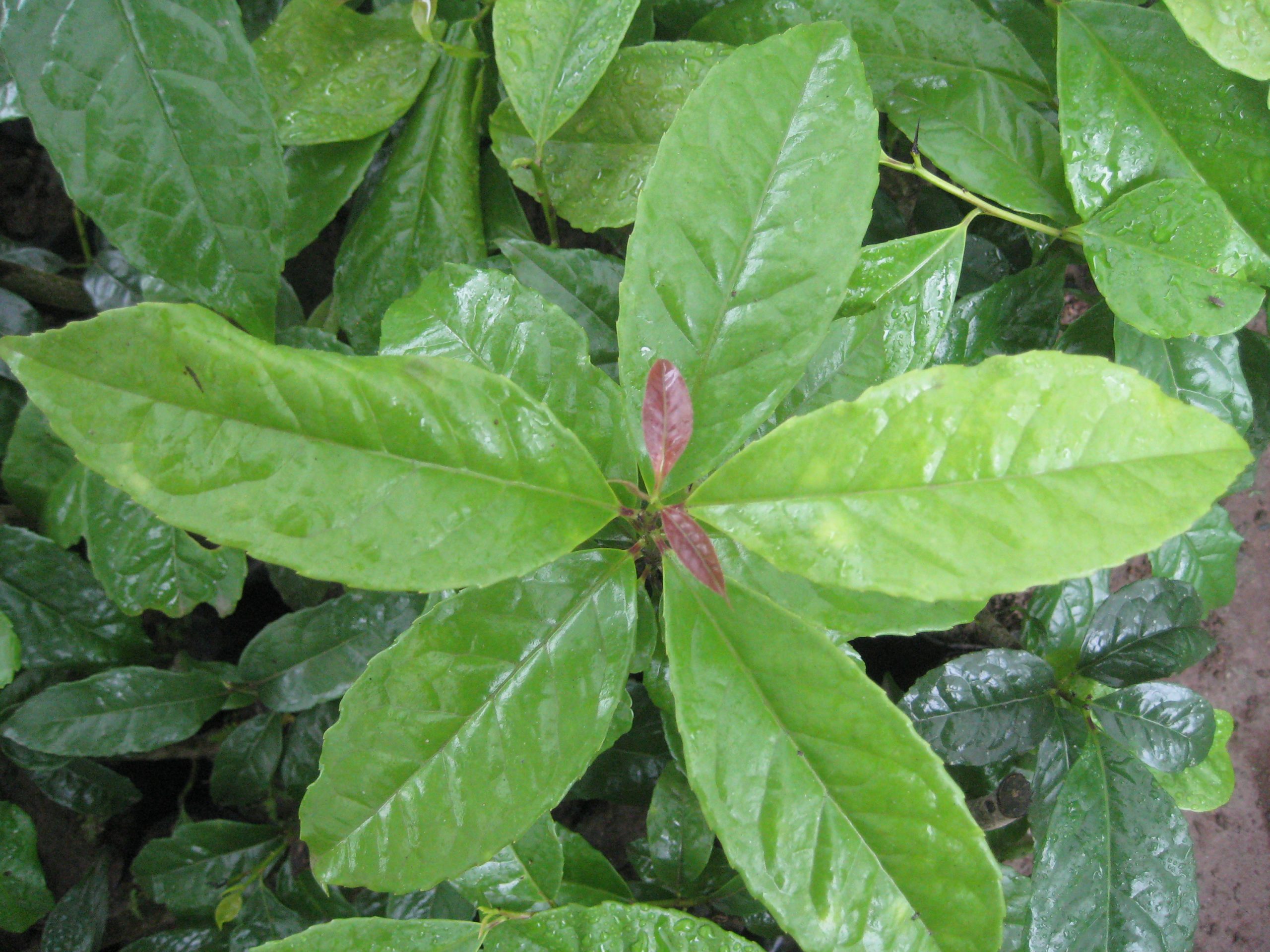 guayusa