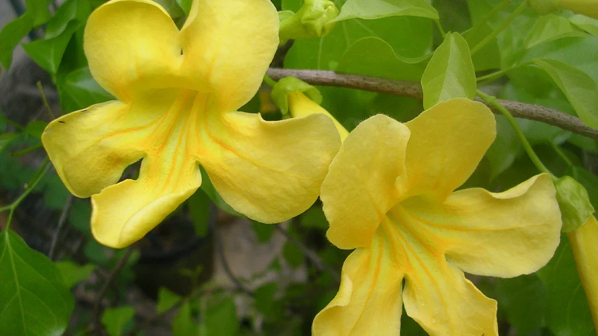 cat's claw