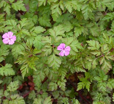 Herb Formulas on Herb Robert   Medicinal Herb Info