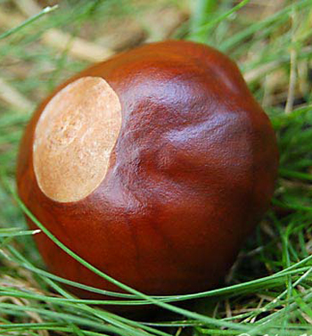 Image result for broken buckeye nut