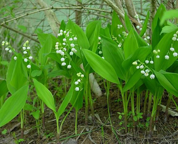 Lily of the Valley - Medicinal Herb Info